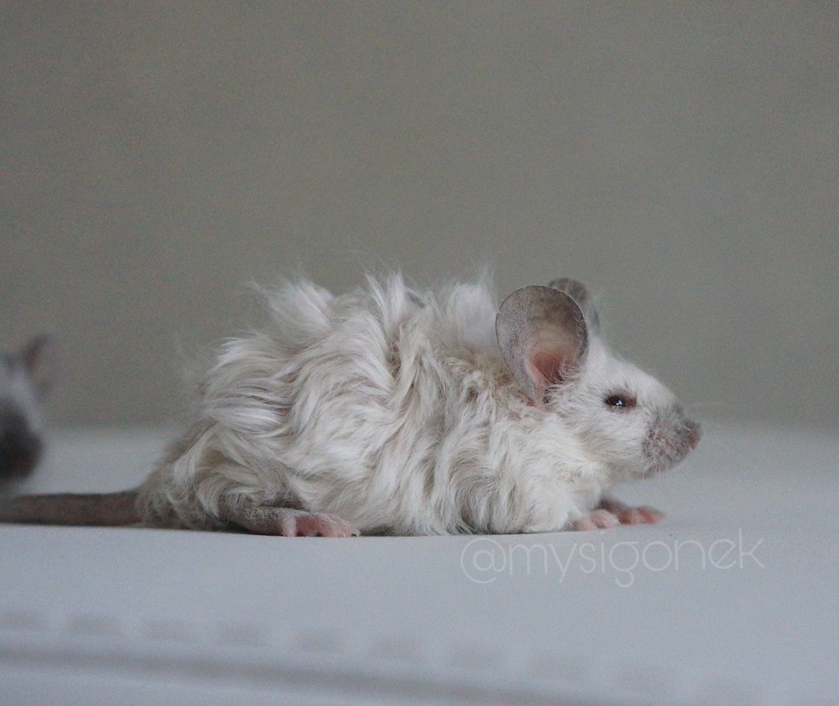 okrajka's tweet photo. @chxrredoll Yup https://t.co/vlBnM5N5qr
