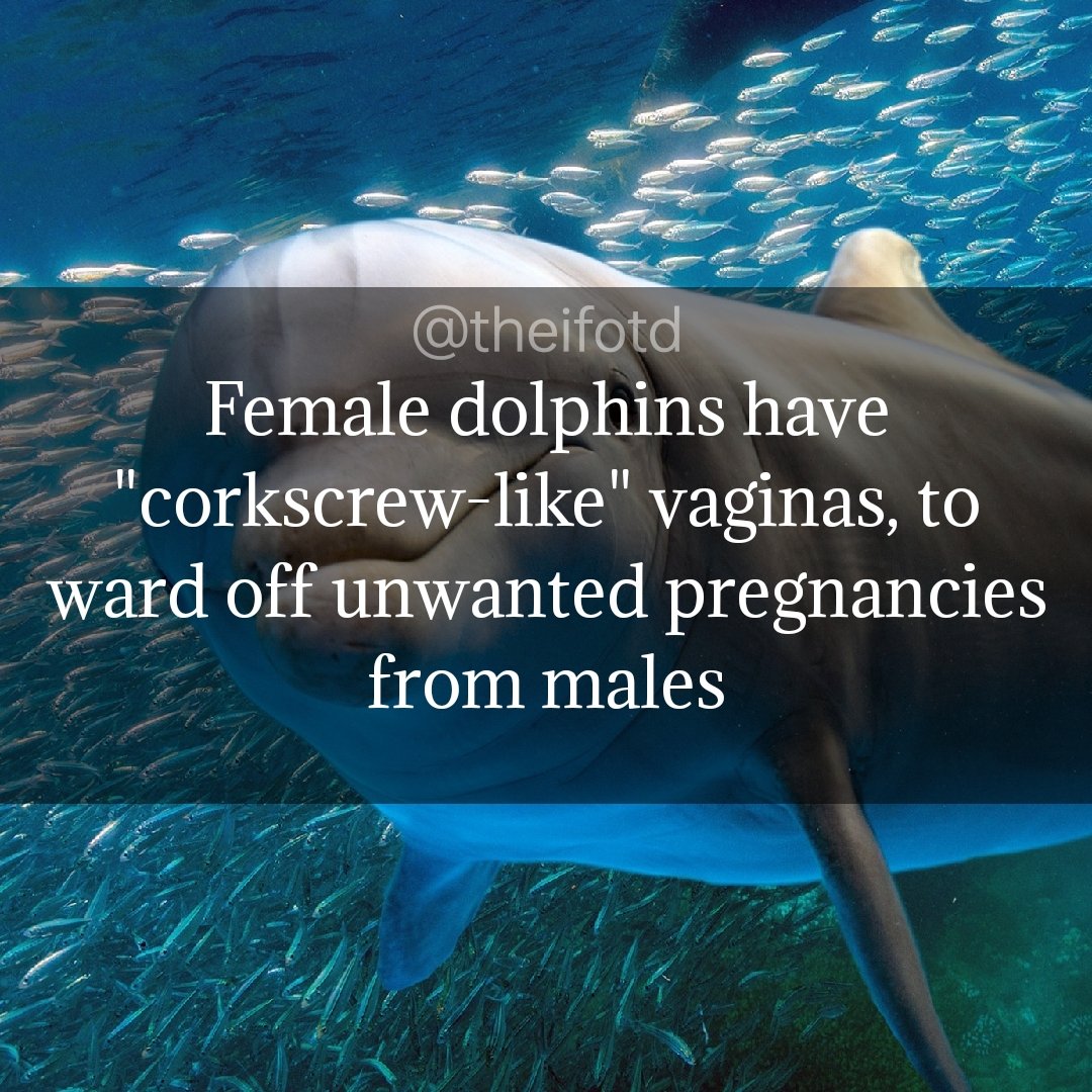 theifotd's tweet photo. #dolphin #dolphins #vagina #corkscrew #biology #reproduction #nature #wildlife #sealife #ifotd #interesting #fact #learnsomethingneweveryday #learnsomethingnew #todayilearned #goodmorning #morning #daily #facts https://t.co/mKwlxzjEMY