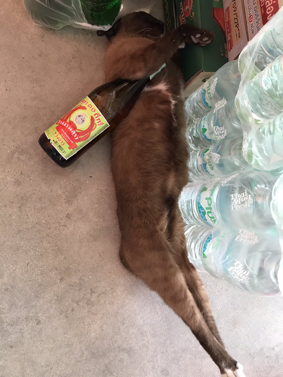 miewsunday's tweet photo. น้อนนน 🐱🍾 นอนฟินเลยนะ https://t.co/GnuQJd1dgn