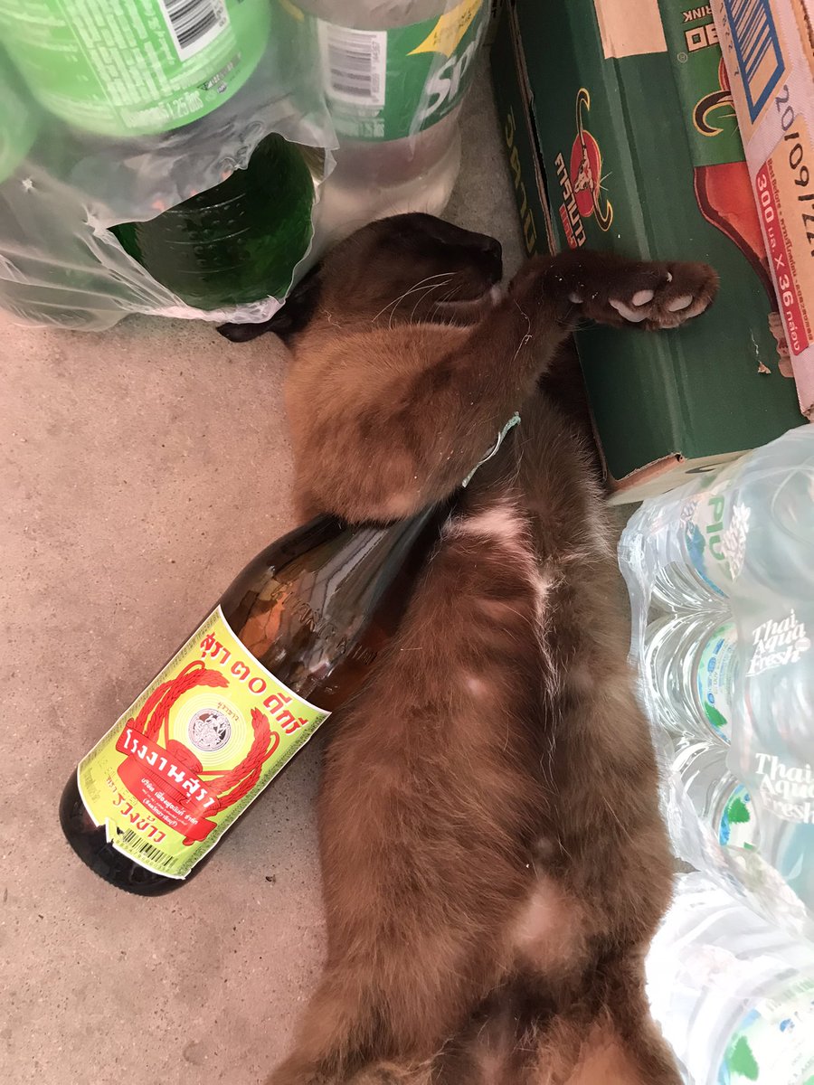 miewsunday's tweet photo. น้อนนน 🐱🍾 นอนฟินเลยนะ https://t.co/GnuQJd1dgn