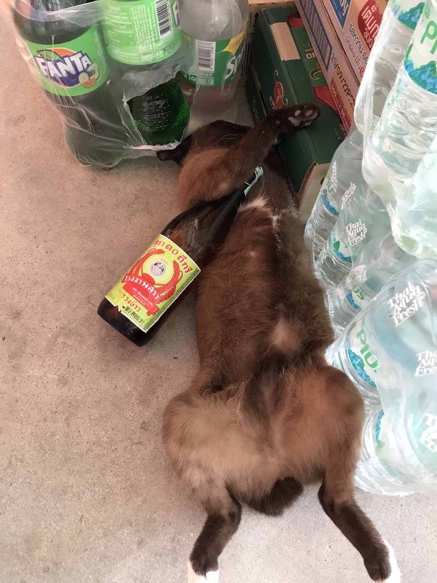 miewsunday's tweet photo. น้อนนน 🐱🍾 นอนฟินเลยนะ https://t.co/GnuQJd1dgn