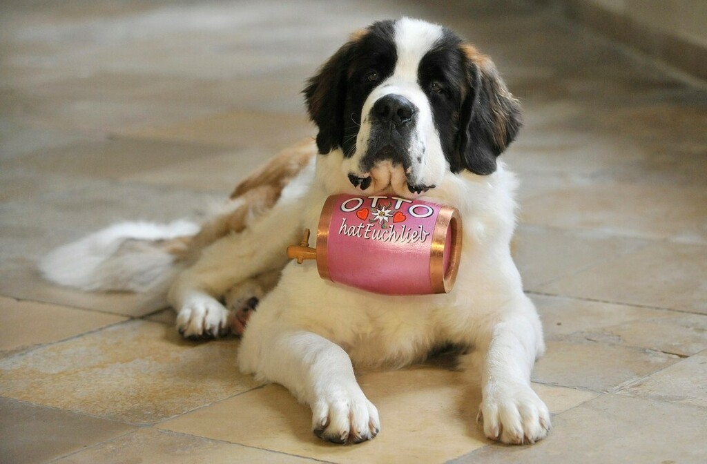 debbie_grice's tweet photo. Always DTS: down to snooze on a sunny patch of floor
#dogs #dogsofinstagram #doglover #saintbernard #cutedogs #instadog #instapet #DogNeedsBest https://t.co/5eCSgHyOJ4