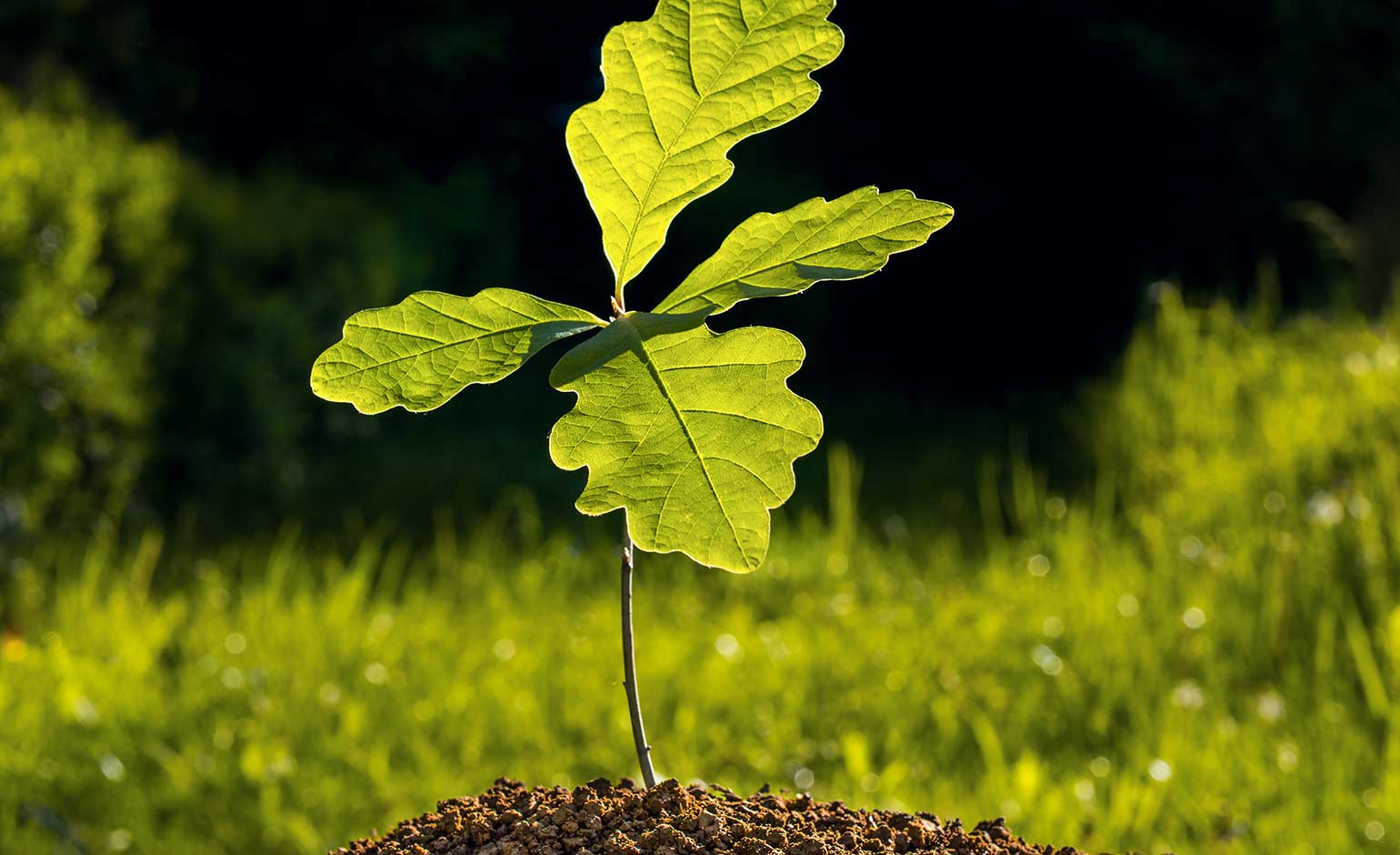 Sapling bygone