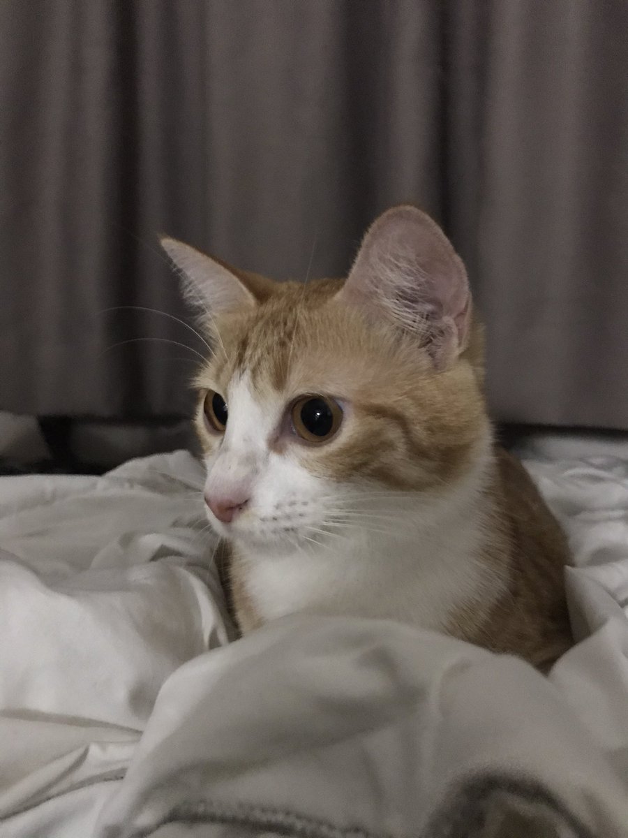 cheki oyip cayo tweet media