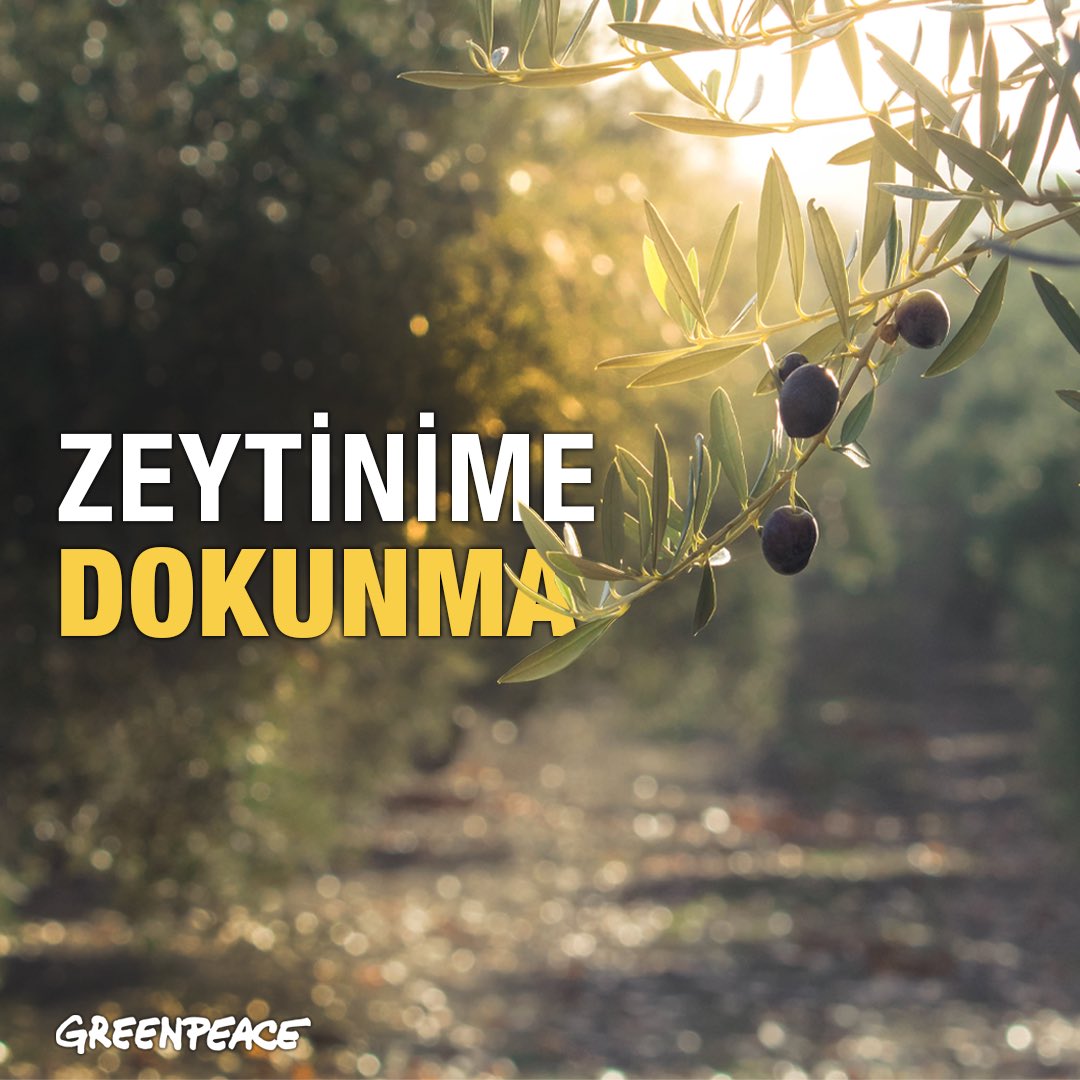 Türkiye, zeytin üretiminde en yüksek payı olan ilk beş ülkeden biri. Dünyadaki zeytinlik alanların %8.3'ü Türkiye’de. Resmi Gazete’de yayınlanan bir yönetmelik değişikliğiyle, zeytinliklerin madencilik faaliyeti için kullanılmasının önü açılmış oldu.+
