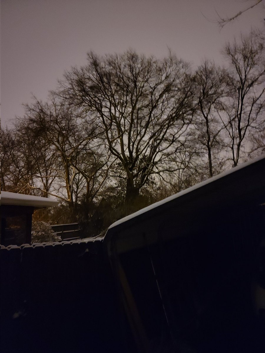 TheHarpman's tweet photo. Something about this tree on a winter night just thrills and chills me. https://t.co/RZqlG60r1T