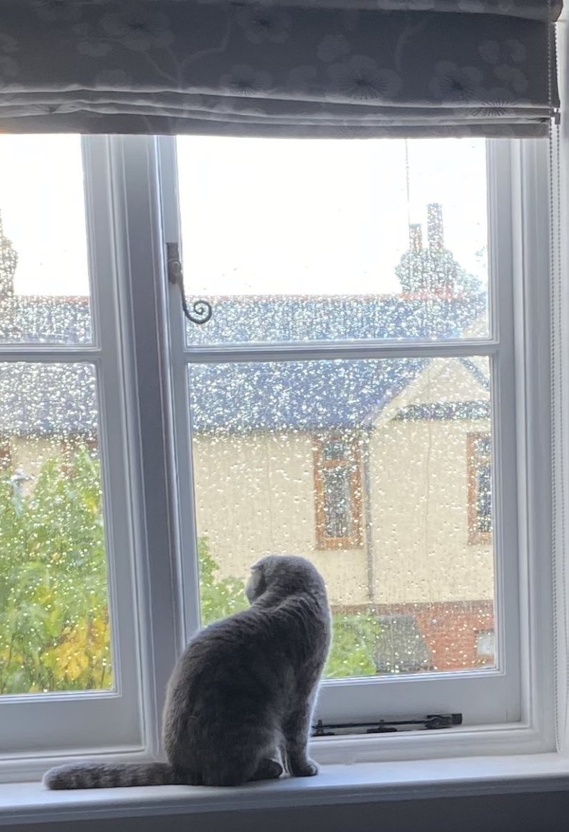 JackieLadbury's tweet photo. Itโs one of those mornings! #caturday #raining #mycat #scottishfold #pixiecat https://t.co/1HwYLCs2pS