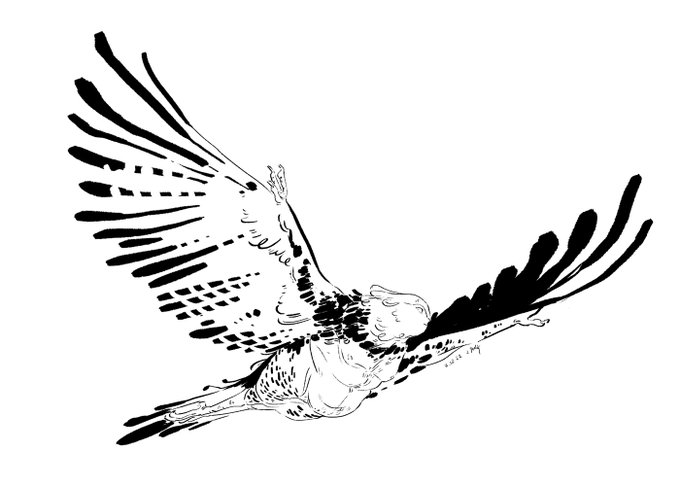 brain full of bird 