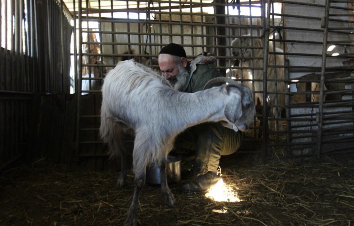 🗓️🎥It's the final weekend of the festival and we'd love to hear what your favourite films are so far! Looking for recommendations? Check out these excellent social-political docs: ADVOCATE, A TREE OF LIFE, MIGHTY IRA, and THE RABBI FROM HEZBOLLAH.