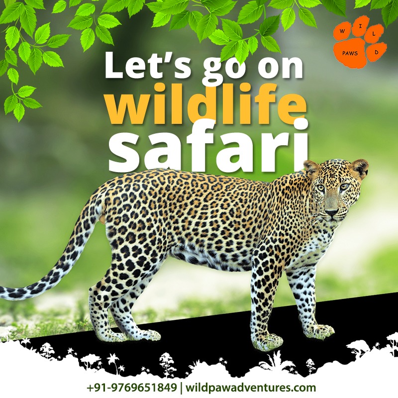 Wildpaw Adventures tweet media