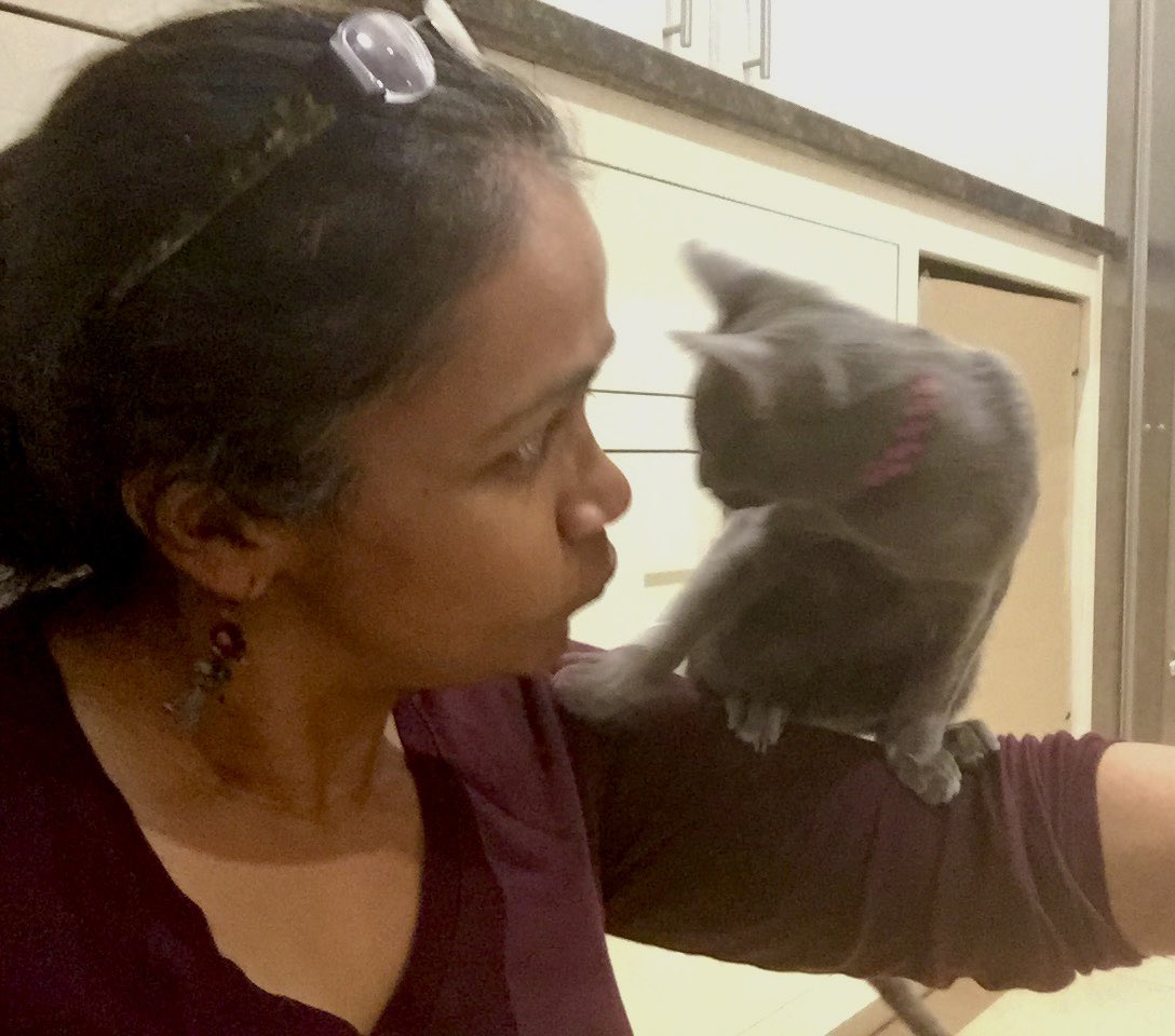 Restless_Create's tweet photo. @RussInCheshire #fridaynightgoals At least they sit on your lap. This Korat missed the memo and thinks she’s a parrot… https://t.co/astxG2qUHc