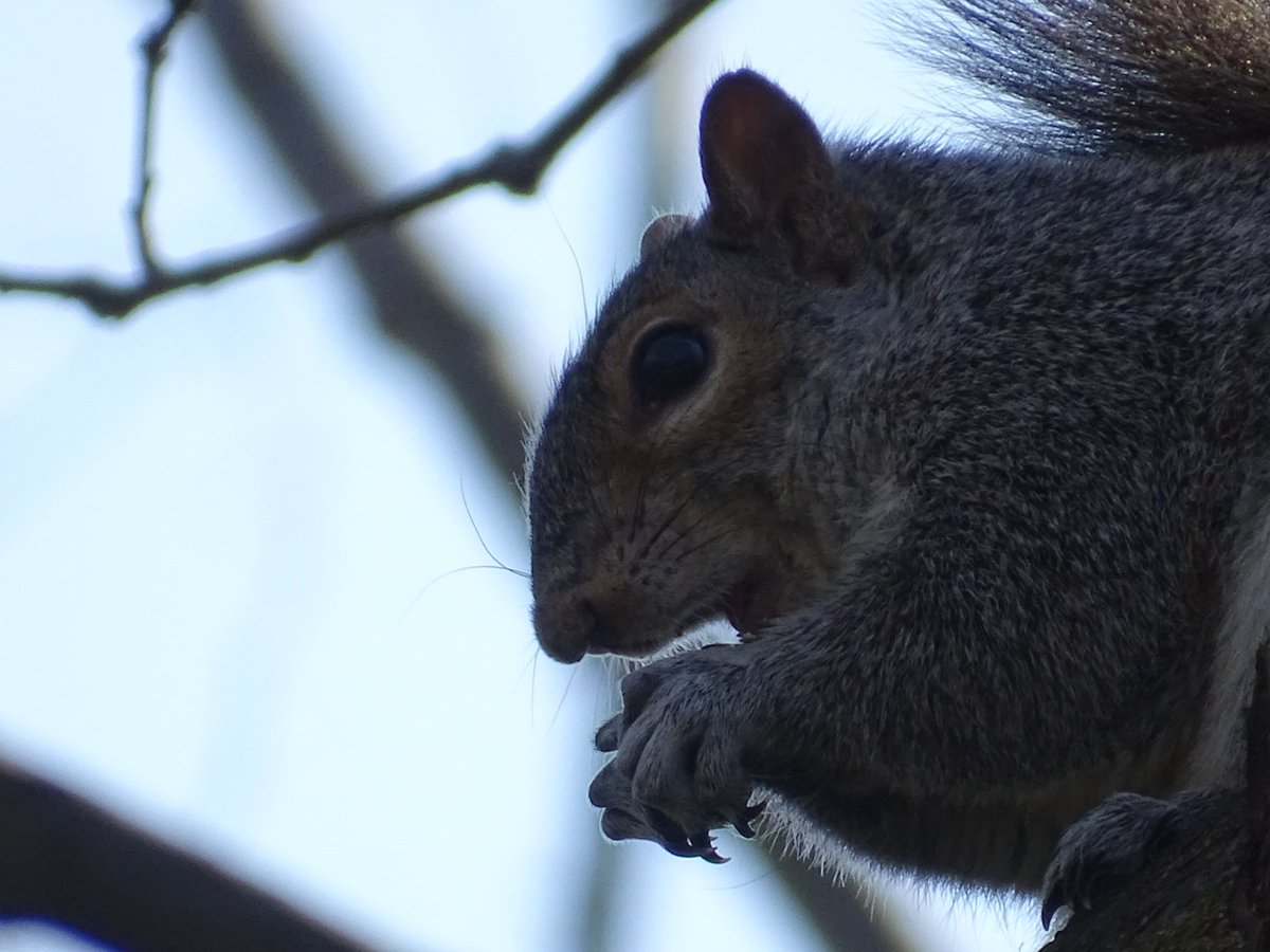 joe_olding's tweet photo. You greedy little beast!
#greedy #greedysquirrel #squirrels #squirrel #greysquirrel #squirrelsofinstagram #animals #animalsphotography #squirrelphotography https://t.co/x7HTnAkrks