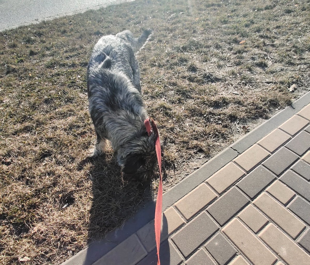 Joy_ Schnauzer tweet media