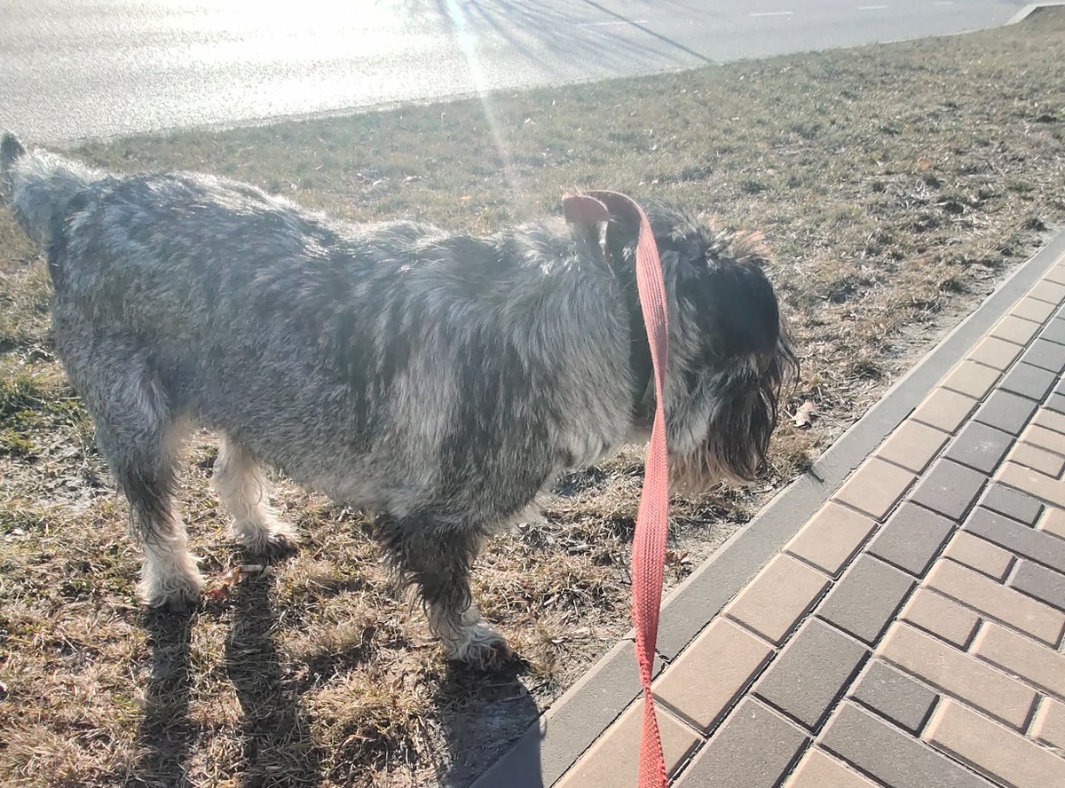 Joy_ Schnauzer tweet media