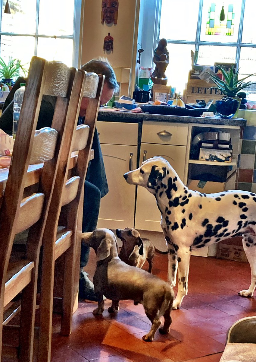 AlexMacras's tweet photo. Saturday is 🫐BLUEBERRY DAAAAYYYYYY 🫐 #daddyspoilsthem #GeneralGuster #BellaBean #DaisyDots #pupdate https://t.co/hKng70HhWt
