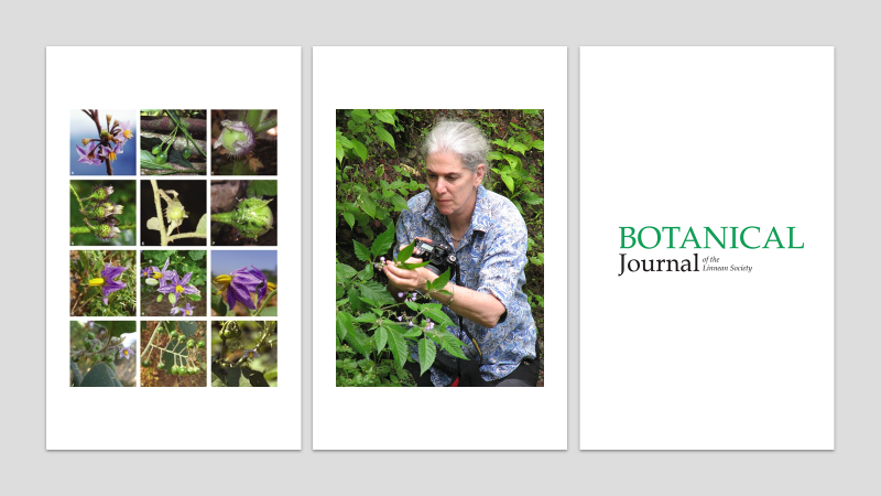 BotJLinnSoc's tweet photo. Like Manton and Edwards, current President @LinneanSociety, @SandyKnapp is a #botanist. An expert on #Solanaceae, especially #Solanum, she has also published many items @BotJLinnSoc. #WomenInScience #BotJLinnSoc200 (photo: T. Sarkinen). See, e.g., https://t.co/VSPlwn9AG1. https://t.co/or4KvYzSc3