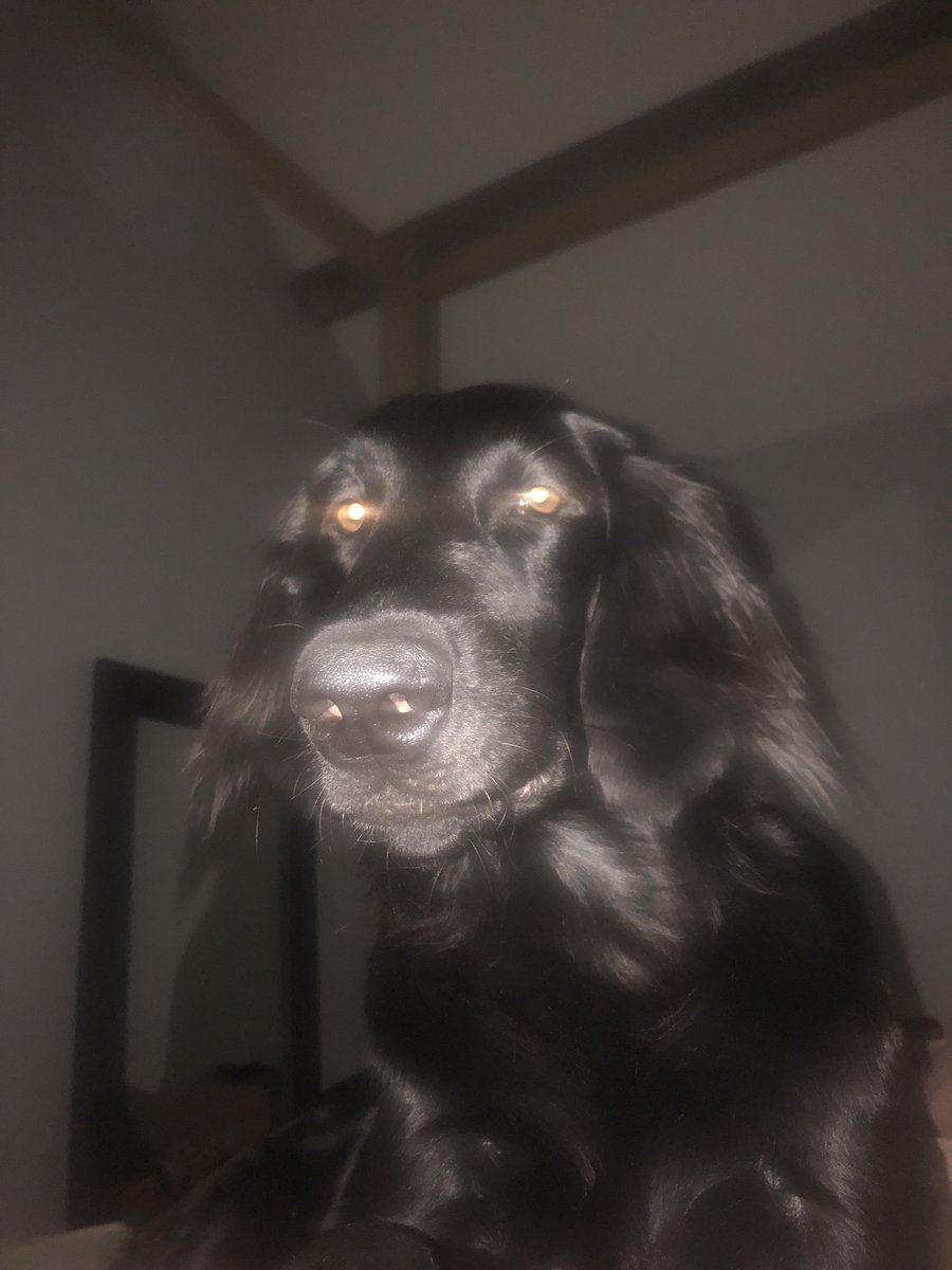 MavisFCR's tweet photo. Wake up human dad it’s walky time ! https://t.co/rfxyrykc8U