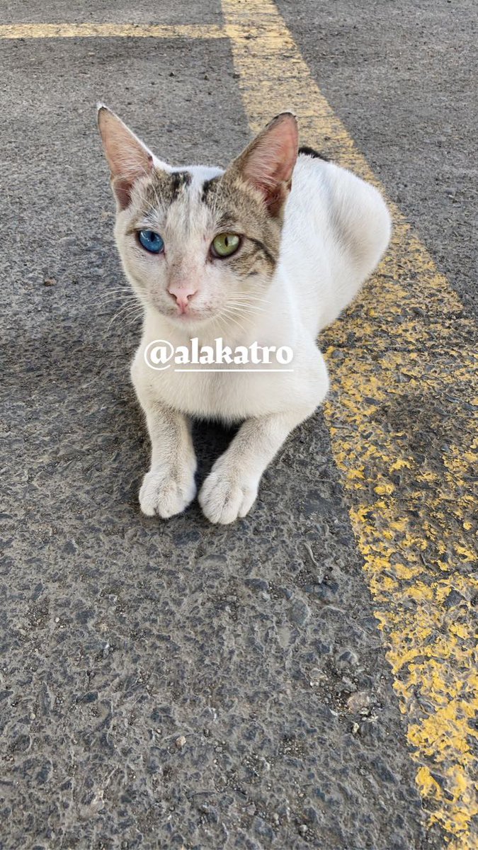 alakatro's tweet photo. #photo #السناب https://t.co/ooenOkDOFy