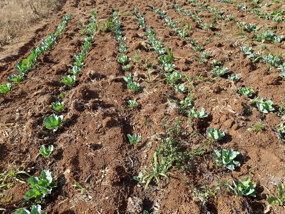 Thagichu Farm (@t_a_farm) on Twitter photo 