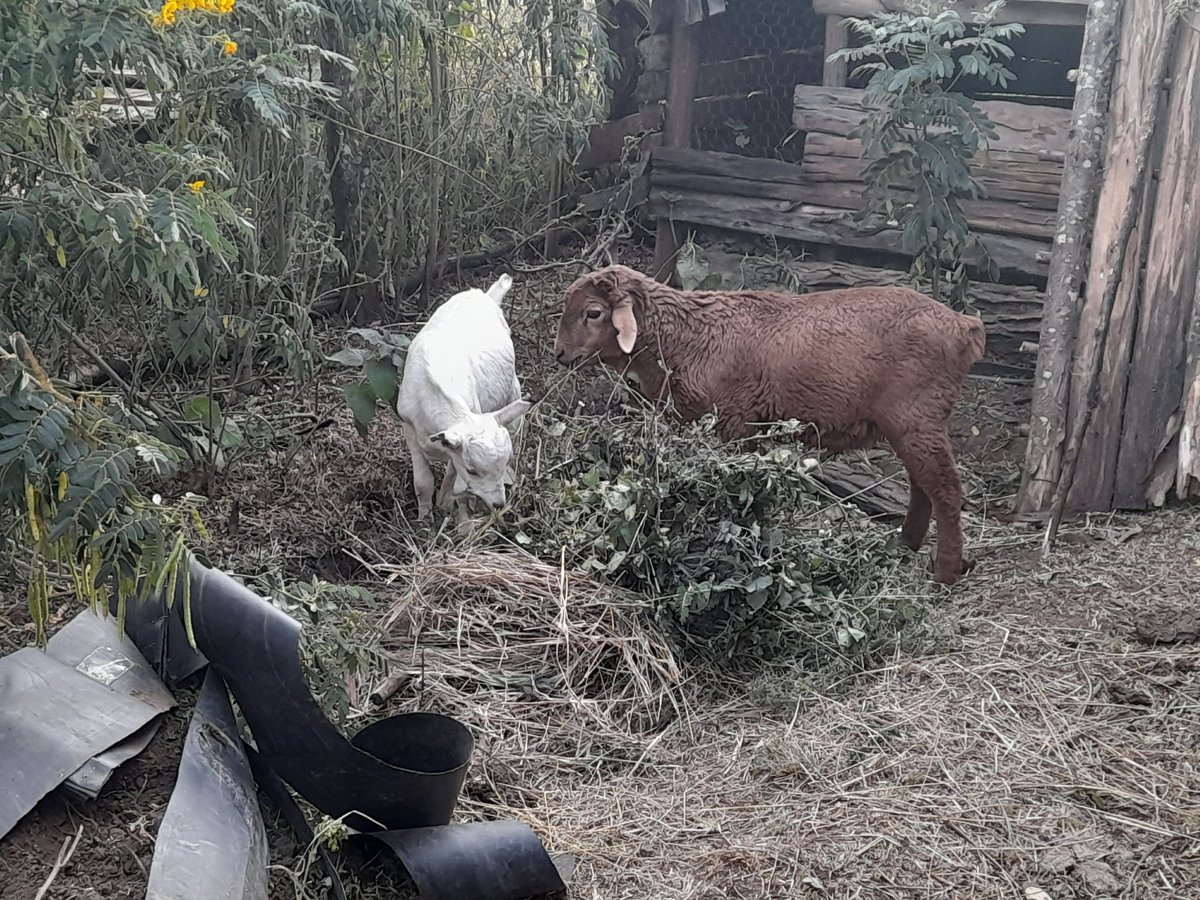 Thagichu Farm (@t_a_farm) on Twitter photo 