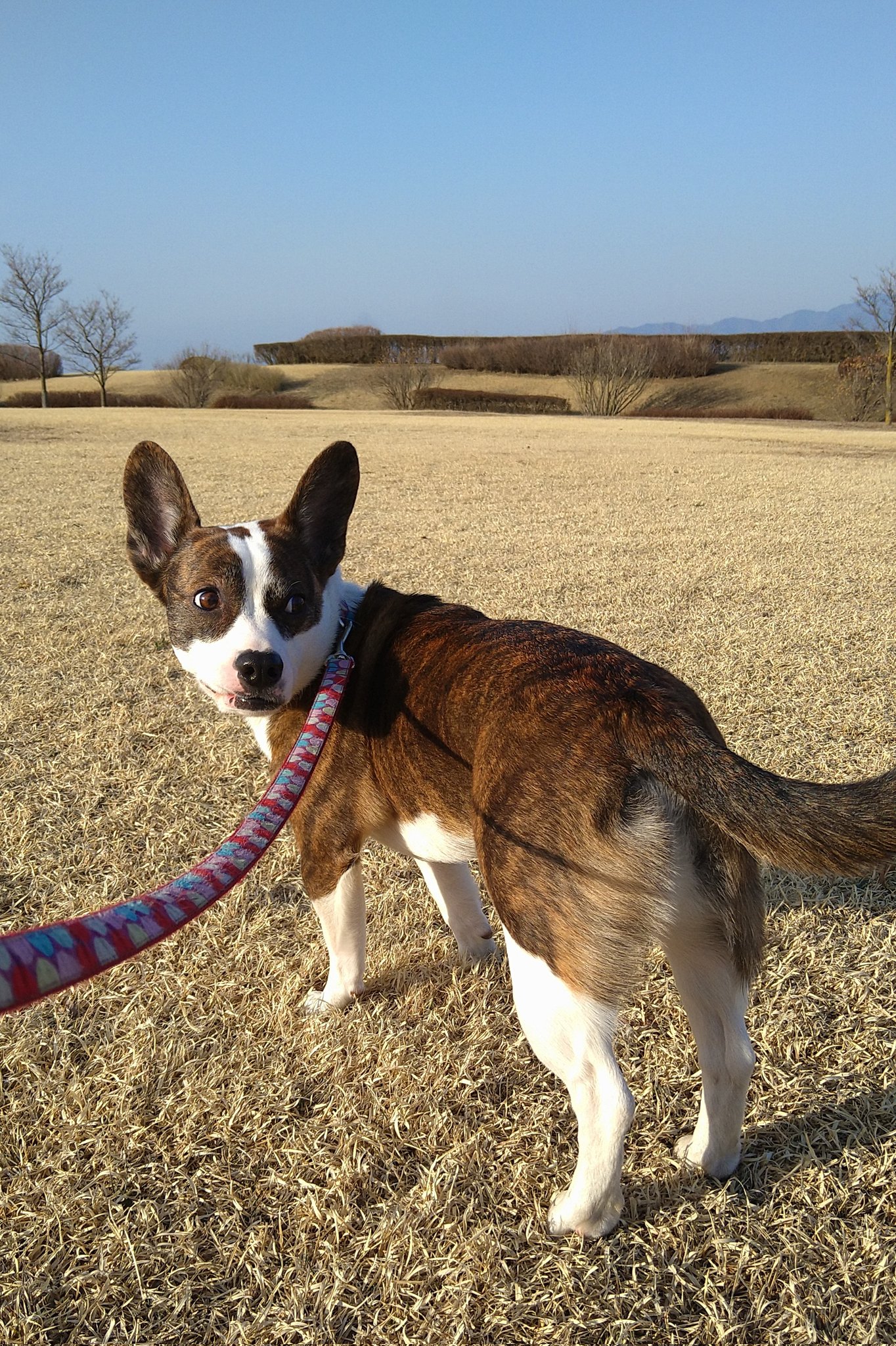 犬の花粉症 Twitter Search Twitter