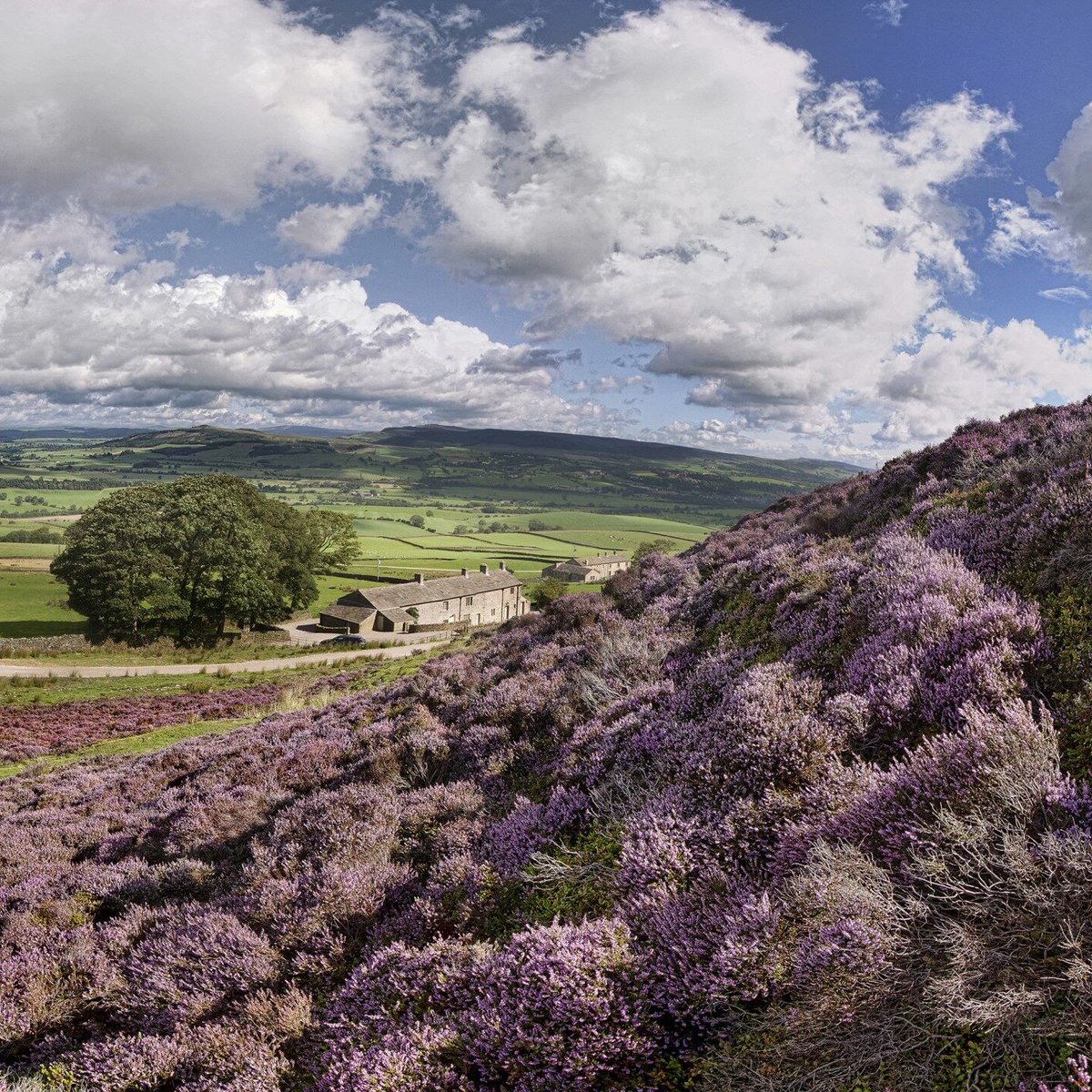 Wild Moors tweet media