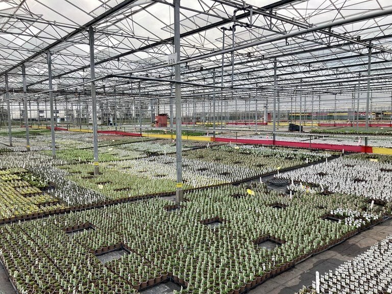 Farplants's tweet photo. 9cm herb production at our Binsted Nursery. So many uses for herbs. Nothing quite like the taste of fresh herbs and that ability to pick fresh from the garden, so many uses. 
#binstednursery 
#tristramplants https://t.co/d9XCKcEq5Z https://t.co/bxGd1fHb5D