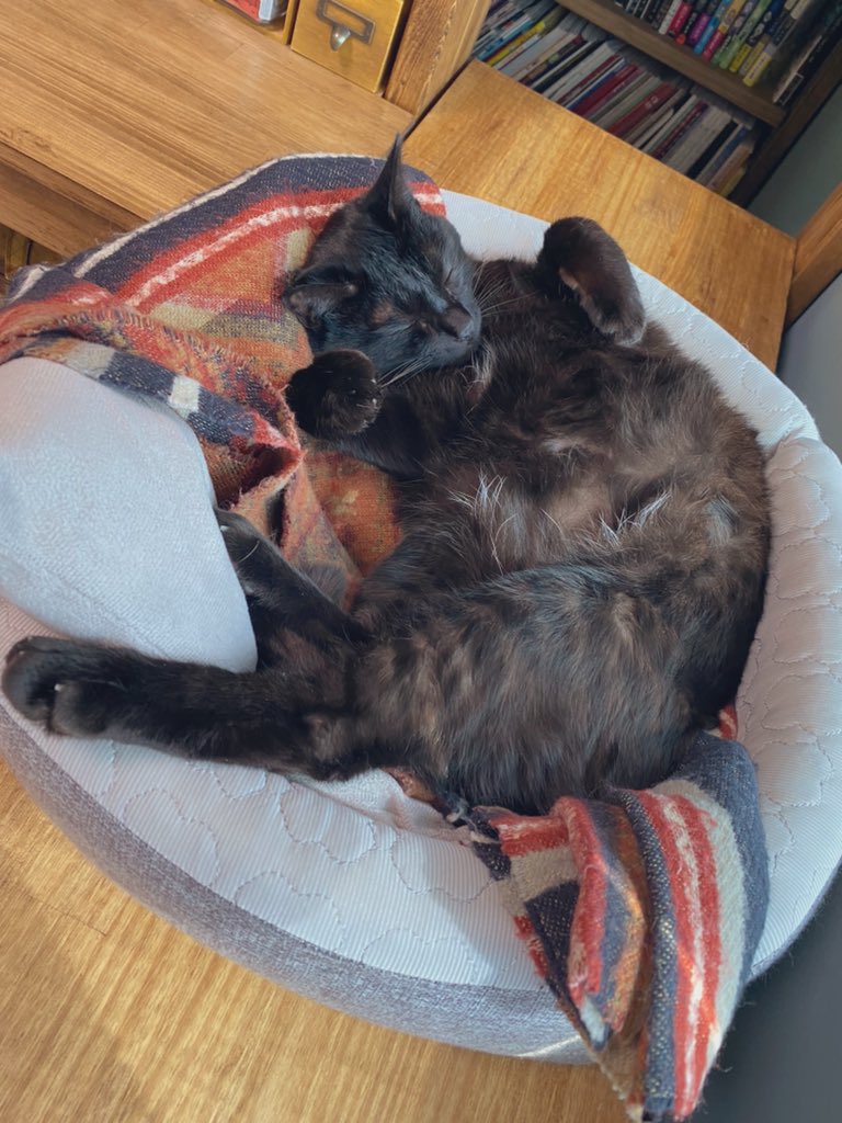 そんな動きするぅ 飼い主が台所に立つと条件反射で尻尾がプルプルする黒猫さんの漫画と実写 うちの子もやる Togetter