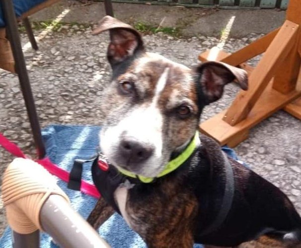 SeniorStaffy's tweet photo. Good morning from Handsome Hughie 😍 He's still waiting patiently for his special someone to notice him, please share and let's get this fab fella his pawfect furever home this #staffiesaturday 🙏❤
Click on this link to find out more about him https://t.co/Nf1cUzls0u #TeamZay ❤ https://t.co/gi2YVJuubk