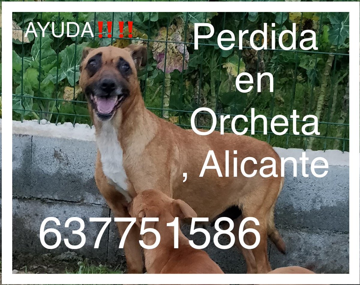 Se perdió el 20 de febrero, escapó de su casa de acogida dejando a sus cachorros y no se supo más de ella. Está asustada y no ve bien, necesitamos encontrarla. Se perdió en Orcheta (Alicante), pero puede estar en cualquier sitio.