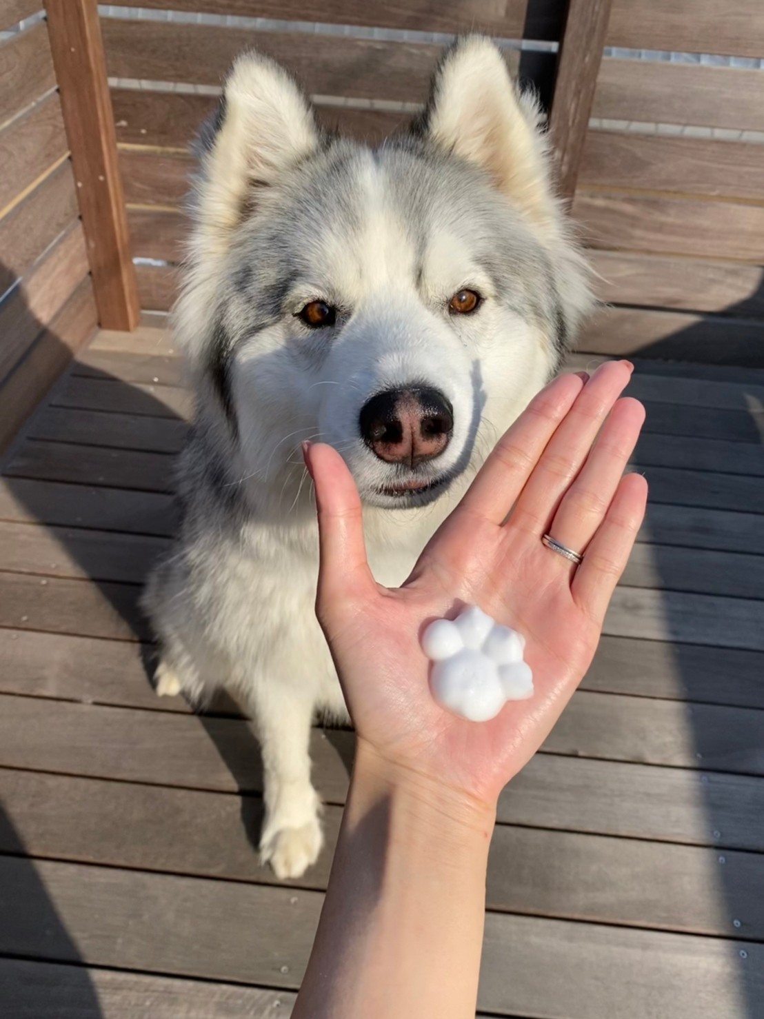 アポロ ハスキー Apollo Husky 12 Twitter