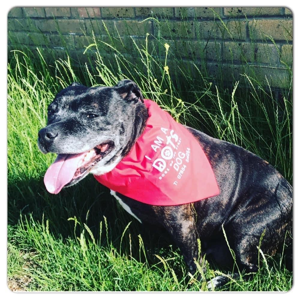 dotslondon's tweet photo. You can donate to our UKRAINE BORDER trip appeal to help animals of the war here:
https://t.co/LGRGgWkH58
#UKrainePaws 🇬🇧 🐾🇺🇦
You can donate to DOTS work here
https://t.co/ChZYKiayxu
#Dogswithnopostcode #DOTS 🧡
We really appreciate your support https://t.co/lw3I2Pj4Wy