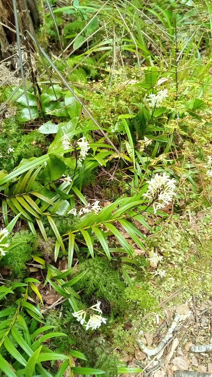 RemutakaC's tweet photo. @parkecology Saw/ smelt heaps of this wonderfully fragrant plant yesterday in the Waiorongomai River area of the Remutaka Forest Park. https://t.co/ysB5r62K4N