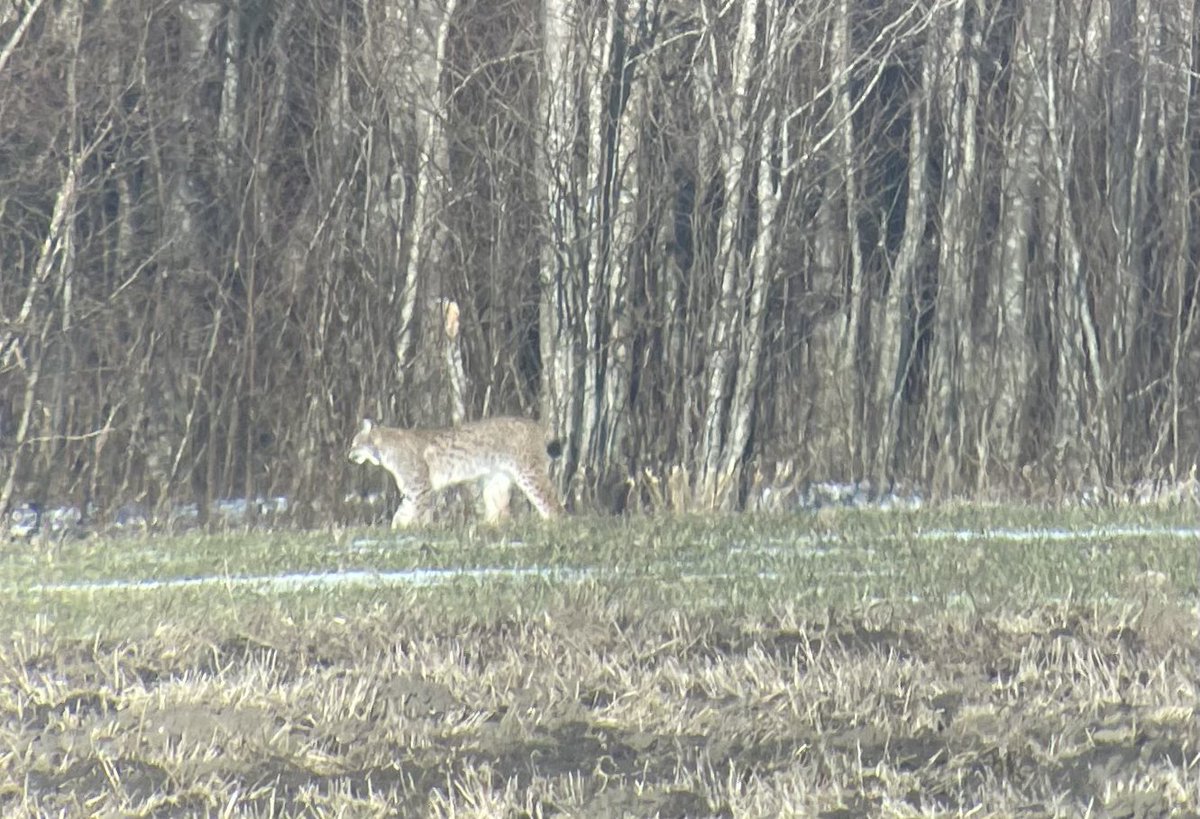 OrioleBirding's tweet photo. Our Estonia tour just took an unexpected turn when this stunning European Lynx wandered nonchalantly along the edge of the forest in broad daylight. Just mega! https://t.co/eCaDoQh792
