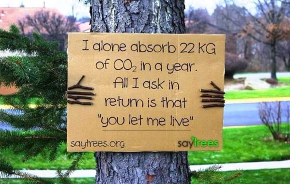 Ağaç diyor ki:

'Yılda 22kg CO2yi ben yok ediyorum, tek isteğim benim yaşamama izin vermeniz.'