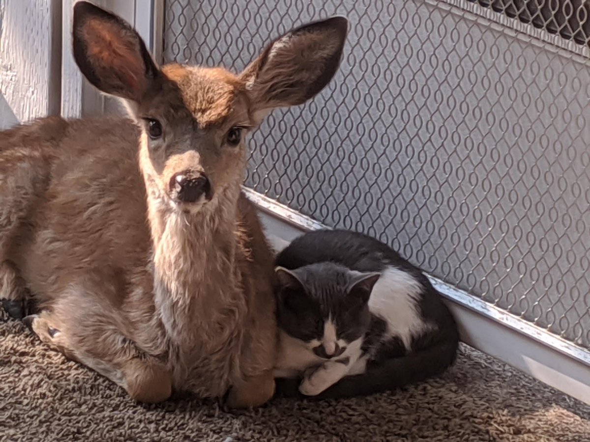 DeerHourly's tweet photo. https://t.co/NYaJsBgj5W