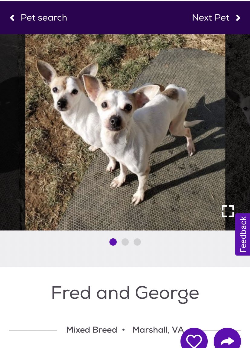 SPICYLIZARDS's tweet photo. Someone adopt them RIGHT NOW https://t.co/Ly7BxxbxHD