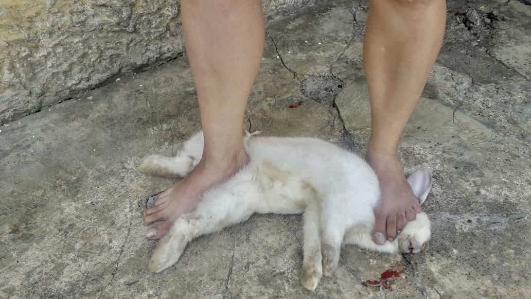 TarekWiliamSaab's tweet photo. #Condenada a solicitud del @MinpublicoVEN Lara Dirley Rosalin Díaz Reyes a una pena de 6 años de prisión; por mostrarse, en video y fotos -para su comercialización- asesinando animales y maltratando niños.. Por cada video el prófugo Yackson Daniel Goyo le pagaba entre 20 a 30 $ https://t.co/L57h7Tomit