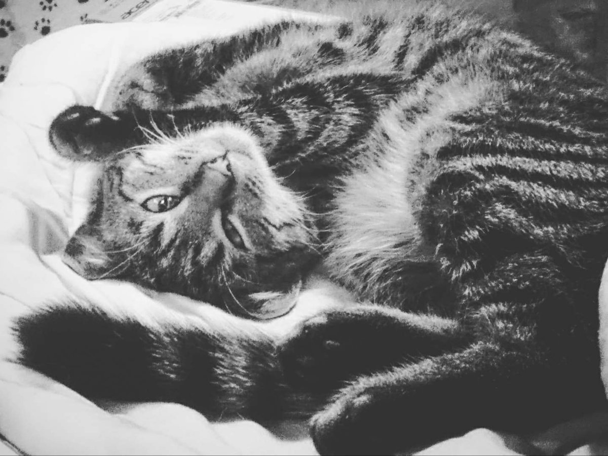 😂
#funnycat #cats #funny #Cat