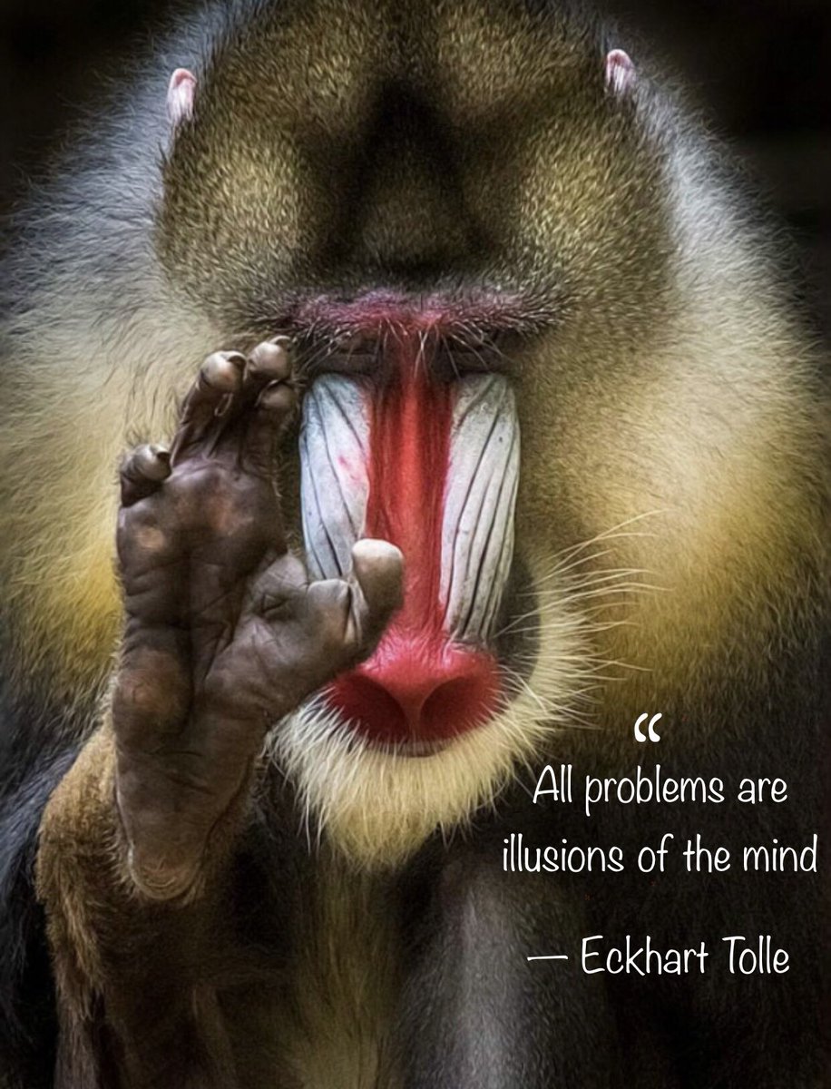 Bruno Miyamotto tweet media