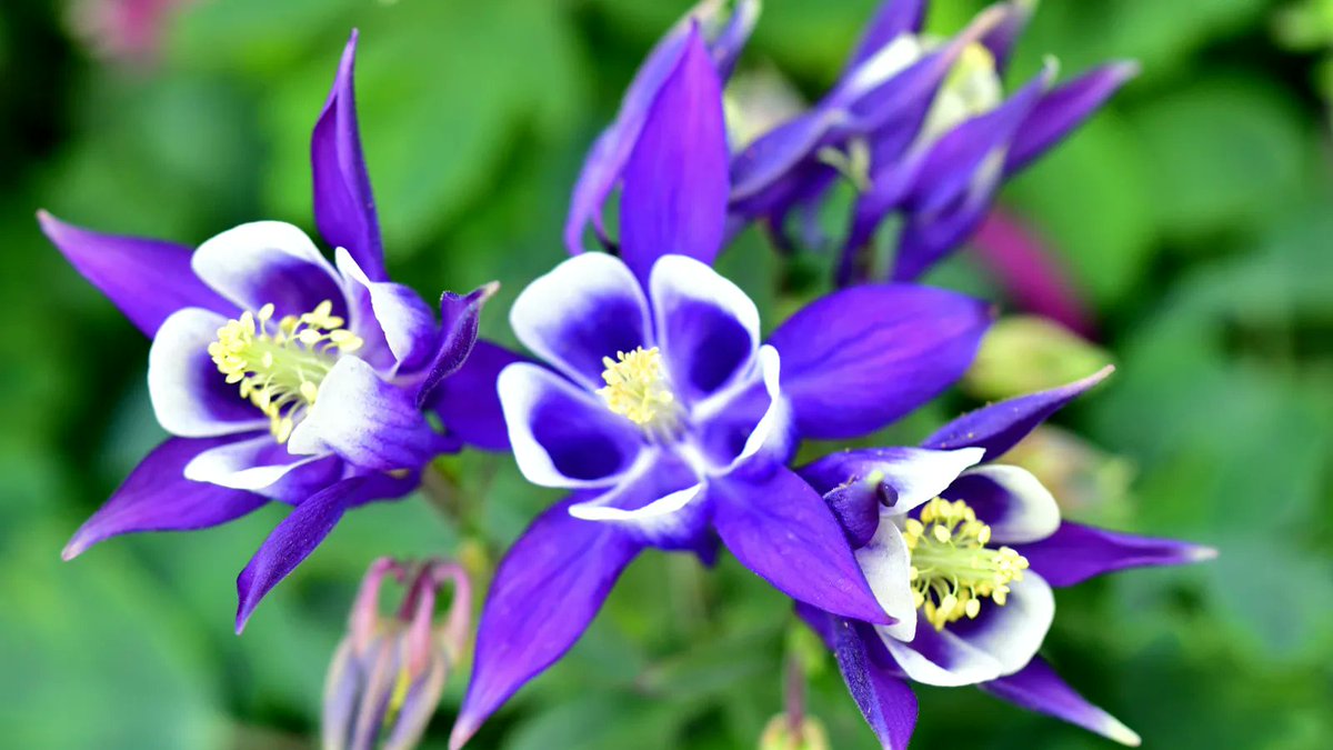 FlowerToursNL's tweet photo. #FlowerToursHolland visits the gardens of #Appeltern from March until November 30th. #guided by our best #flowerguide, Peter! The #gardens are Europe's most beautiful and most extensive #park of #garden ideas and #inspiration. Book your #privatetour at: https://t.co/pSEa6mwlrU https://t.co/F18g5SmCKx