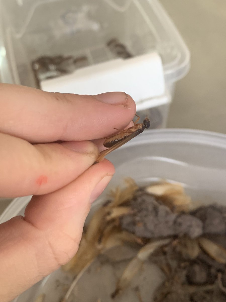 ErinLCole's tweet photo. Macrotermes bellicosus alates! #termites #ERC_research #kuscience #entomology #lamtoecologicalfieldstation #cotedivoire https://t.co/OnU9u5tey0