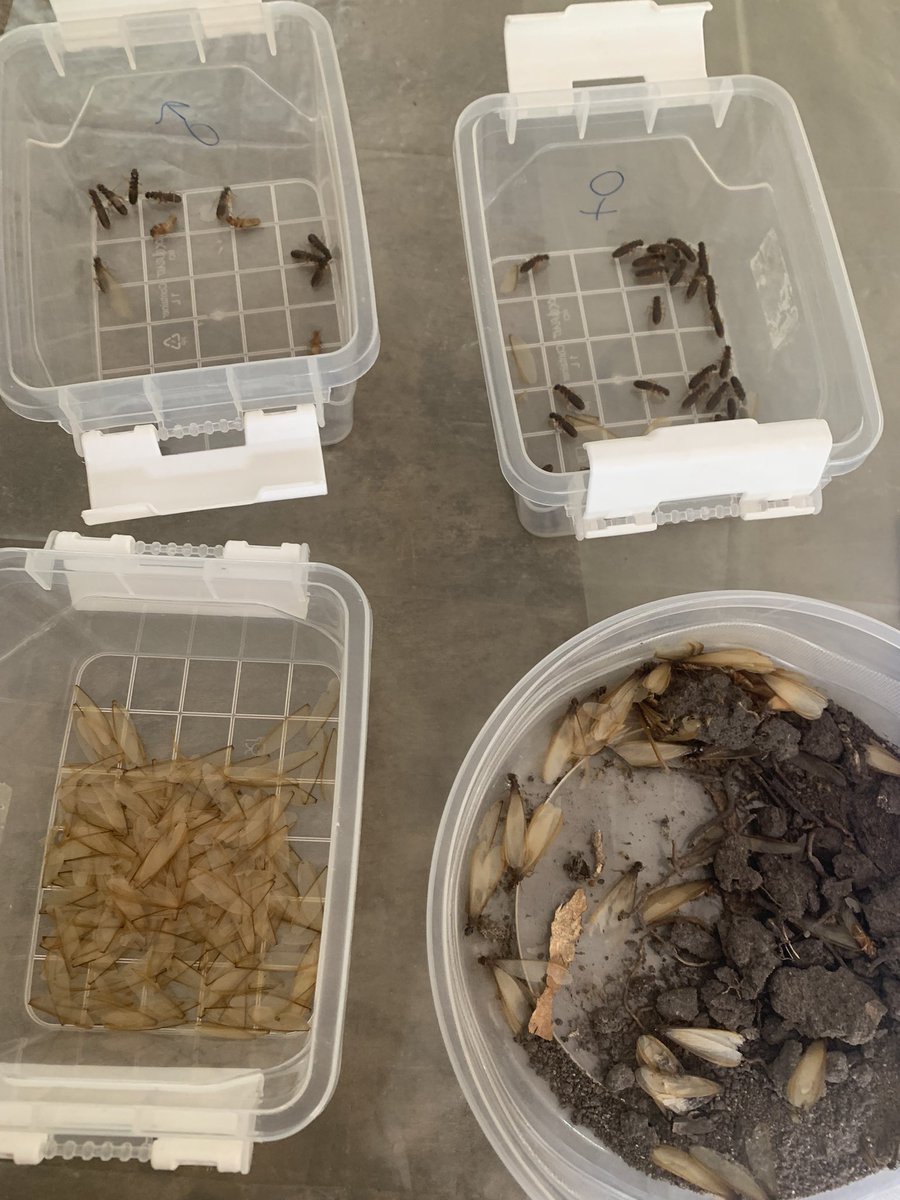 ErinLCole's tweet photo. Macrotermes bellicosus alates! #termites #ERC_research #kuscience #entomology #lamtoecologicalfieldstation #cotedivoire https://t.co/OnU9u5tey0