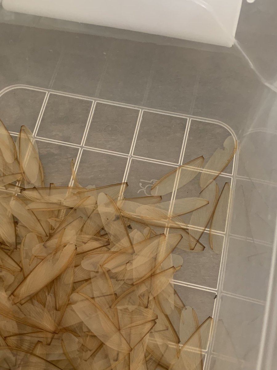 ErinLCole's tweet photo. Macrotermes bellicosus alates! #termites #ERC_research #kuscience #entomology #lamtoecologicalfieldstation #cotedivoire https://t.co/OnU9u5tey0