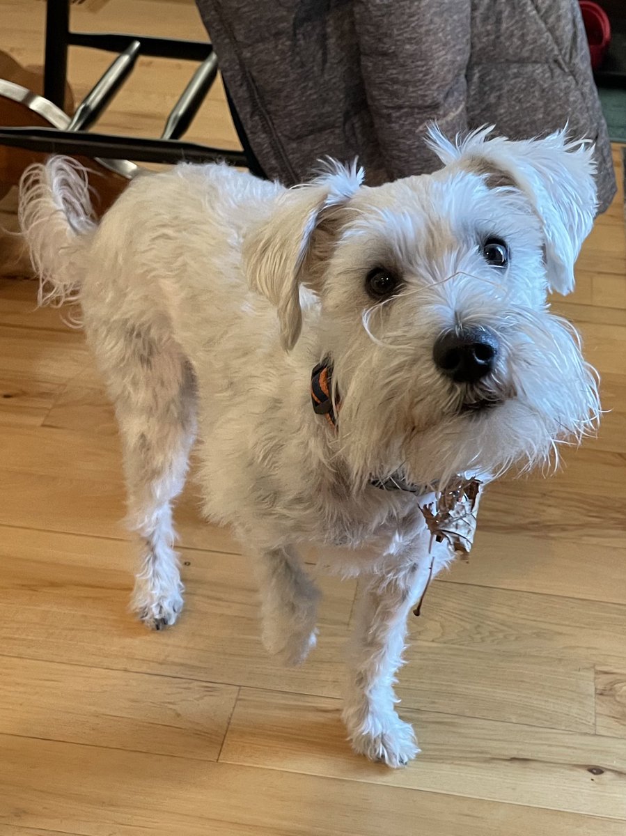 OttoBrahmsEsq's tweet photo. For my birthday weekend, I helped decorate my beard and Iโm ready to party ๐ฅณ#beardage #schnauzergang #schnauzerbeard #birthdayweekend https://t.co/i2fB0dFtFT