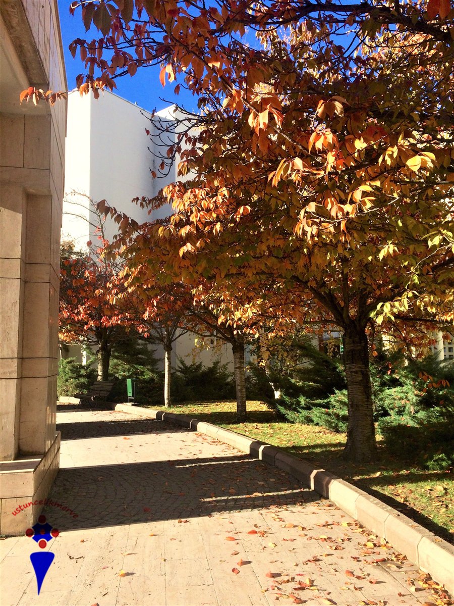 “Remember that wherever your heart is, there you will find your treasure.” @paulocoelho 🍂💚<a href="/bilkentfotograf/">Bilkent Fotoğraf</a> #bilfot #alchemistday #life