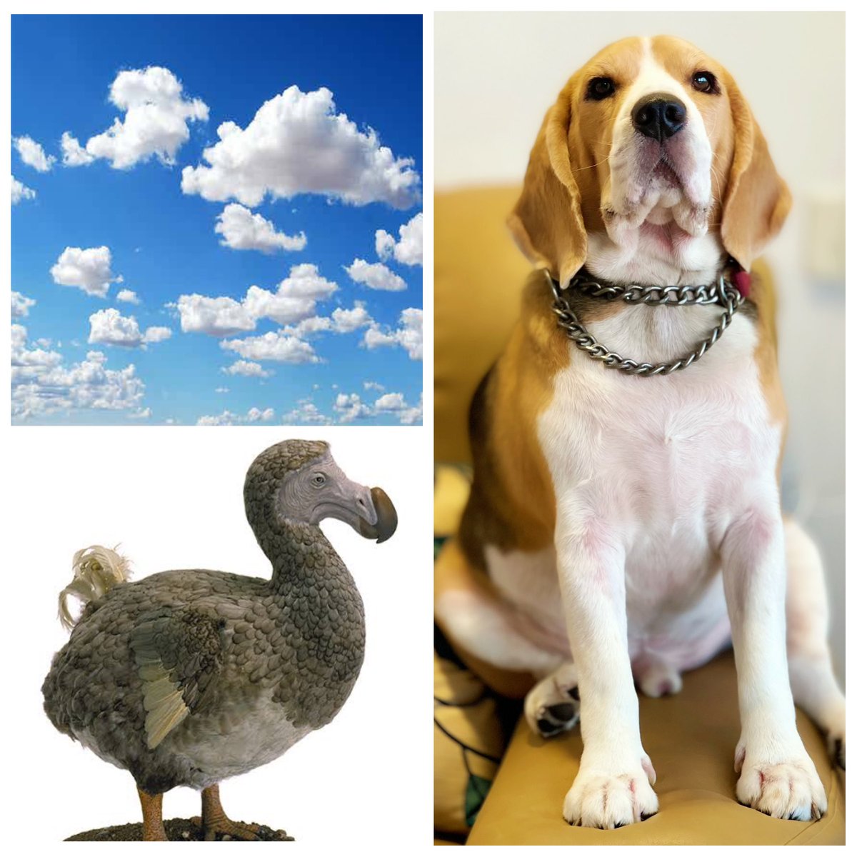 #guessmydogsnamechallenge🏆