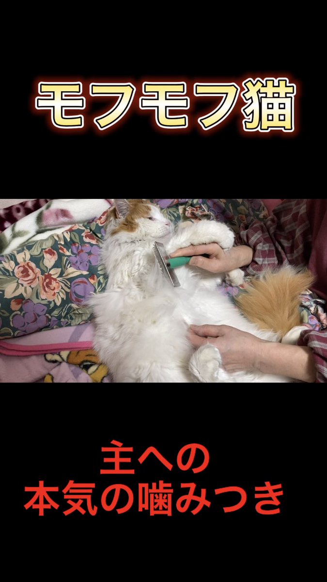 ren_catchannel's tweet photo. 主への甘噛みが強すぎるモフモフ猫【れんちゃんねる】#short https://t.co/NKGYaDItSh @YouTubeより
#モフモフ猫　#れんちゃんねる https://t.co/y3JiLlIWjL
