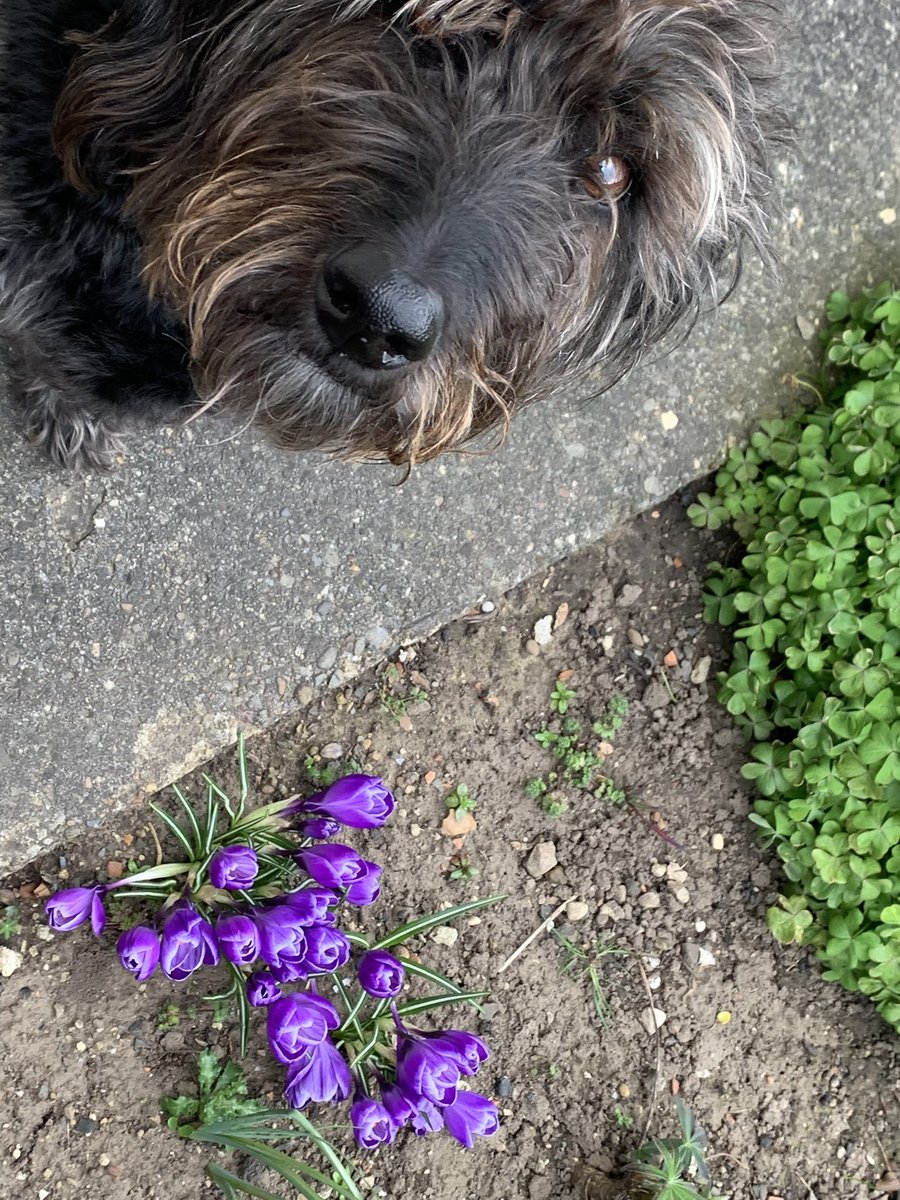 andreamockler's tweet photo. Spring is well and truly here in my garden 🌷👌🏼💕 https://t.co/wtSbCyrD5k