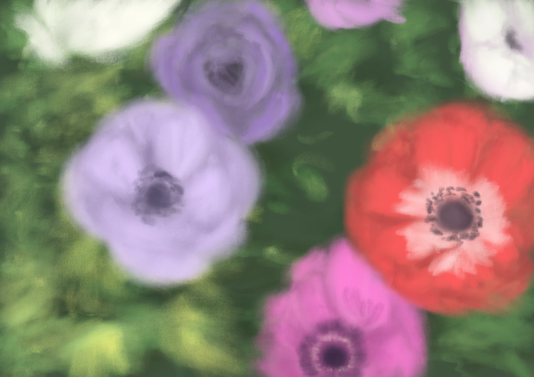 ヤテ Yate アネモネ 花言葉は 貴方を愛しています 儚い恋 T Co Devrmi4h04 Twitter